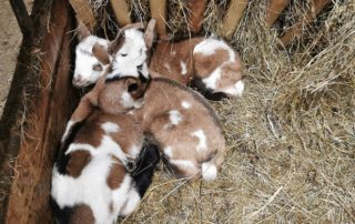 Nachwuchs im Stall